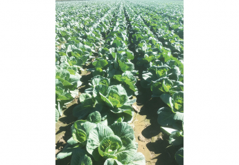 Texas growers and distributors poised for good volume, higher labor and freight costs loom