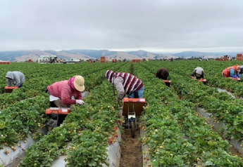 Farmworker groups file lawsuit over H-2A wages