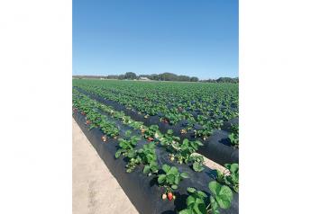 Florida weather results in ‘next-level’ strawberry quality