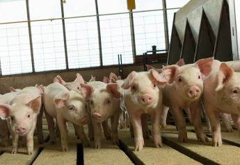 U.S. Pork Supply Growth on Hold