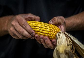 US Nears USMCA Dispute With Mexico Concerning GMO Corn
