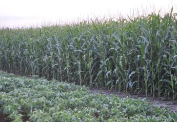 Corn CCI rating slips, soybean rating modestly rises 