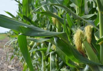 Corn rootworms can clip silks in addition to causing root damage.