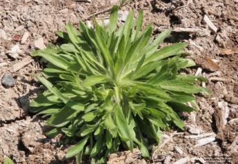 Maretail/Horseweed pre-bolt stage