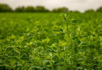 Can Alfalfa Help Save the Planet?