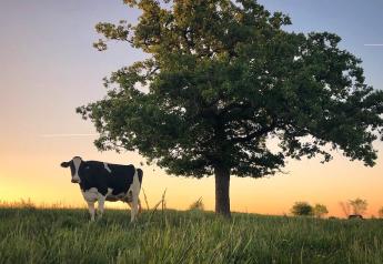 Scientists found that the removal of dairy cattle from U.S. agriculture would only reduce greenhouse gas emissions by 0.7% 