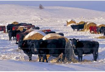 Winter bale grazing