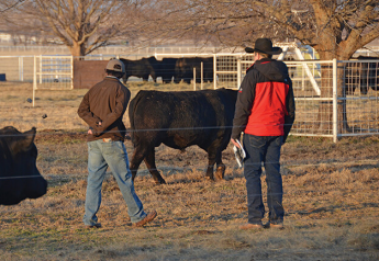 Situational Indexes Positively Impact Beef Production Selection Decisions