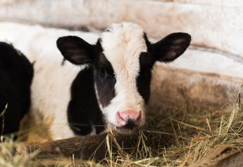 Whether or not to feed hay to preweaned dairy calves is a longstanding debate, without an absolute answer. 