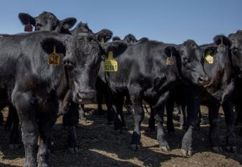 Cattle Inventory Report to show more herd contraction