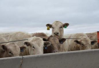Cash Cattle Weaker; Support Found in Shrinking COF