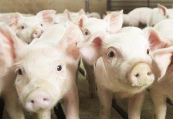 Cash Weaner Pig Prices Average $25.48, Up $0.79 Last Week