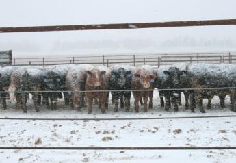 Winter cattle feeding