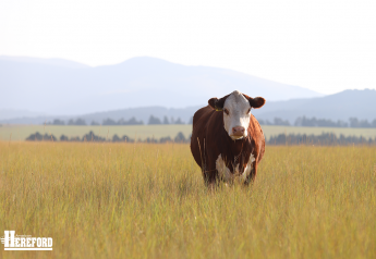 Hereford cow