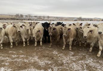 Charolais cross steers, Nebraska