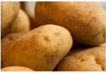 Archive: Syngenta’s New Fungicide for Potatoes