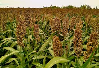 Generally, farms will wait for forage sorghum to go to seed and dry down to an acceptable moisture prior to harvest. 