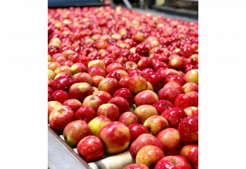 Washington apple crop downsized by 5% in November estimate