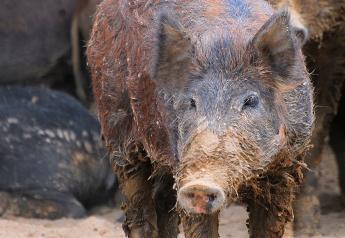 Oklahoma Makes Strides to Decrease Feral Swine Population