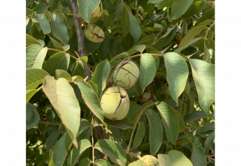 The UC Wolfskill walnut will allow growers to harvest earlier and still provide quality, yield and color of the state’s leading variety. 