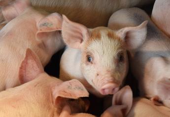 Why the Pork Industry Needs to Think Twice About Salmonella