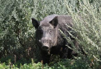 Minnesota Prepares for Potential Wild Pig Invasion