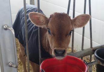 Could Caustic Paste Trigger Bad Memories for Calves?