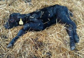9 Tips to Help Resuscitate a Newborn Calf