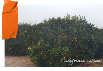 ‘Excellent’ quality ahead for California's citrus crops