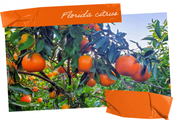 Florida citrus growers anticipate a good year