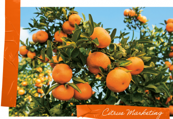 Ample supplies, increased interest set citrus up for a strong season
