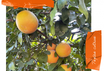 Texas citrus volume expected to rise slightly