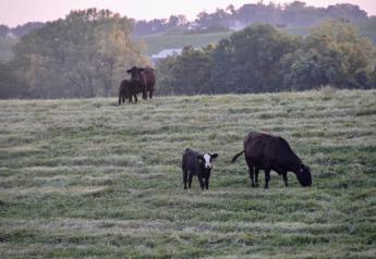 Is Grass-Fed Beef Healthier or Better for the Environment?