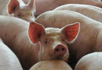 U.S. hog herd contracted 4% as of Dec. 1