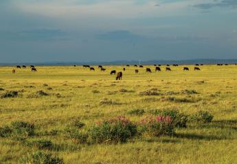 Restoring Soil Biodiversity Can Improve Rancher's Bottom Line