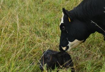 Colostrum: The First Feeding for the Future