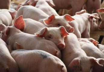 Cash Weaner Pig Prices Average $23.10, Up $3.64 Last Week