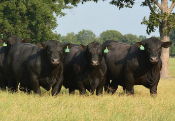 New Bulls Benefit from Nutritional Support and Monitoring