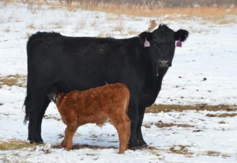 Mastitis in Beef Cows: What You Need to Know