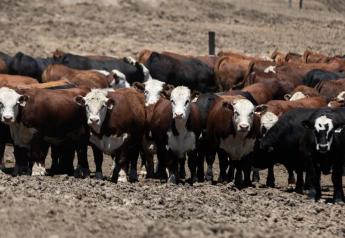 Cash Cattle Firm, Futures Tumble to Seven Week Low