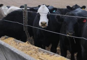Peel: Cattle Markets Looking for Spring