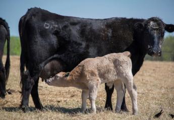 Managing Fall Calving Cows is Different than Spring Calving Cows, Especially During Drought