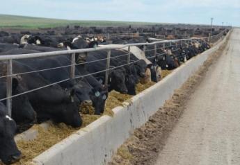 Cattle on Feed Report in line with pre-report estimates