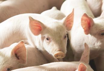 Cash Weaner Pig Prices Average $48.56, Up $0.62 Last Week