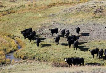 Jerry Bohn: Beef Is, and Always Will Be Sustainable
