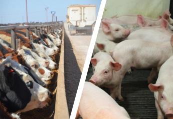 Profit Tracker: Cattle, Hog Margins Near Steady