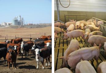 Beef Exports Top $1 Billion Again, Pork Rebounds