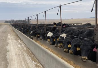 Active Trade Pushes Cash Cattle To Seven-Year Highs
