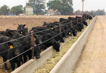 Wholesale Beef Higher, Cash Cattle In Neutral  
