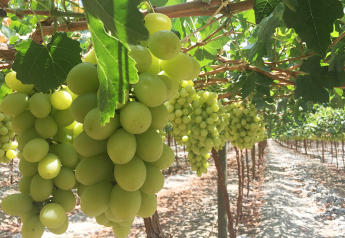 Rains hurt Chilean white grapes, spiking spot prices 